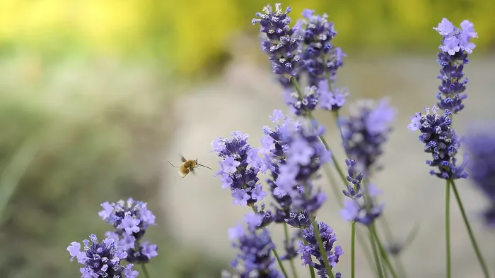 Framed Print : A Bee in Mid-Flight Garden Print Framed Print : A Bee in Mid-Flight Garden Print