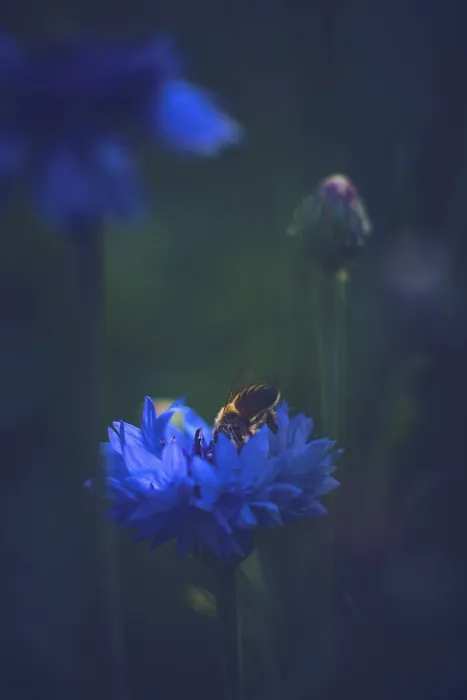 Framed Print : Bee in a Cornflower Print Framed Print : Bee in a Cornflower Print