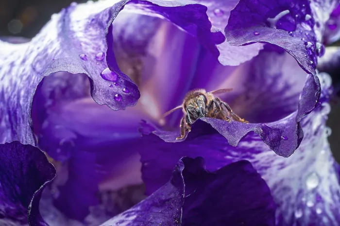 Framed Print : A Bee in a Purple Iris Flower Print Framed Print : A Bee in a Purple Iris Flower Print