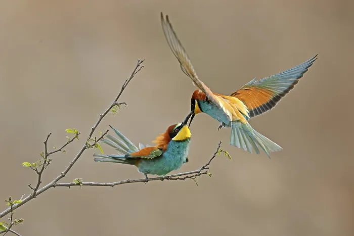 Framed Print : Bee-eater in Action Print, Rhineland-Palatinate, Germany