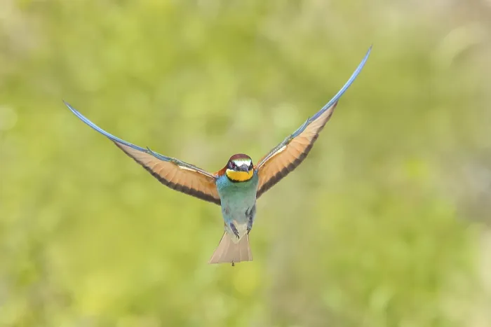Framed Print : Bee-eater (Merops apiaster) Print - Breeding Den Approach Framed Print : Bee-eater (Merops apiaster) Print - Breeding Den Approach