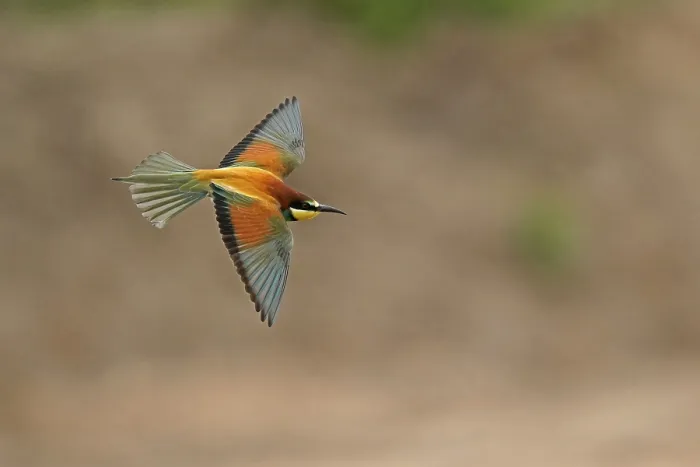 Framed Print : Bee-eater in Flight Print, Rhineland-Palatinate, Germany Framed Print : Bee-eater in Flight Print, Rhineland-Palatinate, Germany