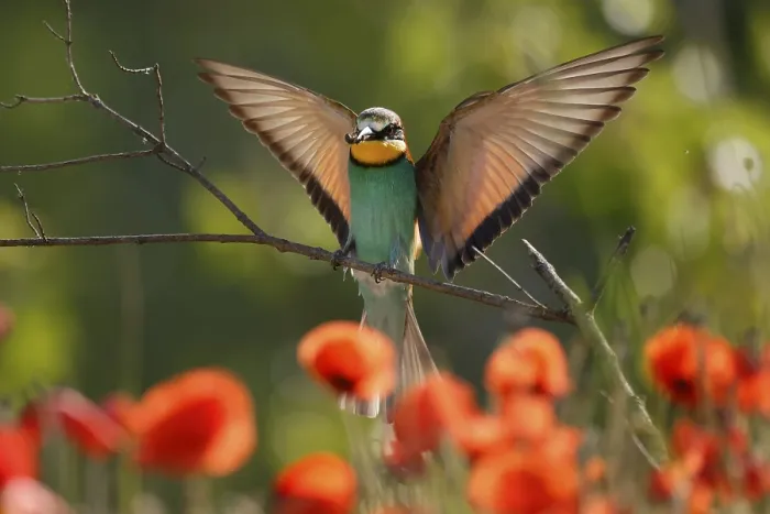 Framed Print : Bee-eater in Flight, Rhineland-Palatinate Print Framed Print : Bee-eater in Flight, Rhineland-Palatinate Print