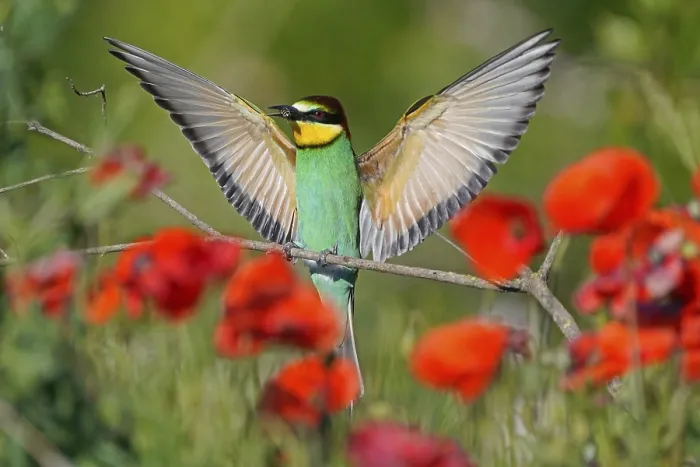Framed Print : Bee-eater (Merops apiaster) Print, Rhineland-Palatinate, Germany Framed Print : Bee-eater (Merops apiaster) Print, Rhineland-Palatinate, Germany