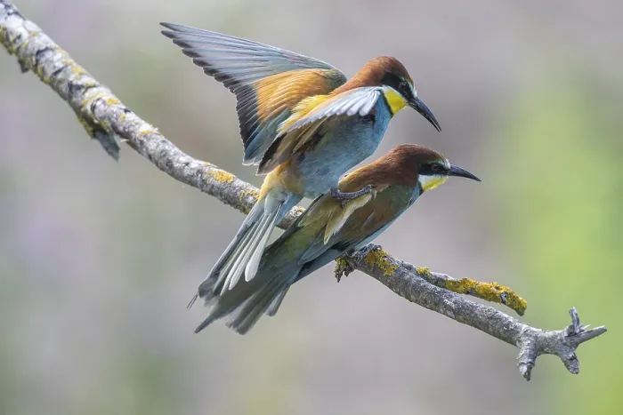 Framed Print : Mating Bee-eater (Merops apiaster) Print, Germany