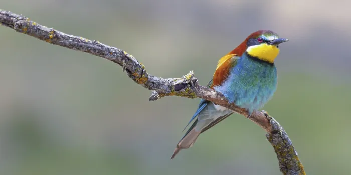 Framed Print : Mediterranean Forest Bee-eater Print, Spain Framed Print : Mediterranean Forest Bee-eater Print, Spain