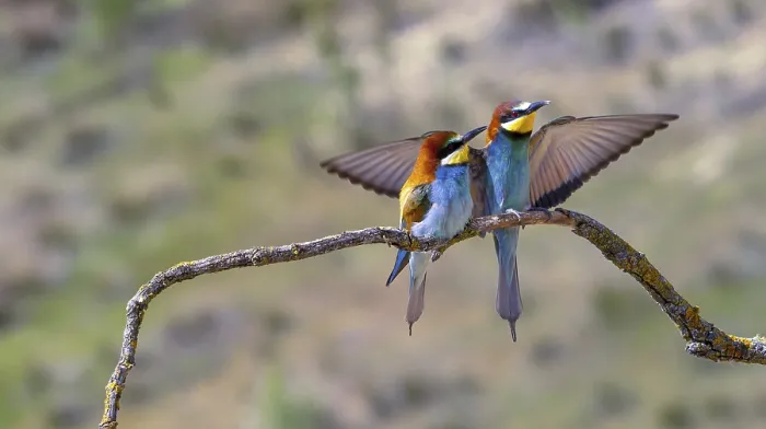 Framed Print : Mediterranean Forest Bee-eater Print Framed Print : Mediterranean Forest Bee-eater Print