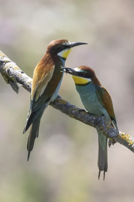 Framed Print : Bee-eater Print, Rhineland-Palatinate, Germany Framed Print : Bee-eater Print, Rhineland-Palatinate, Germany