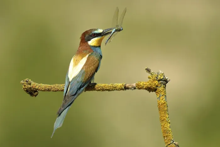 Framed Print : Bee-eater Sits on Branch with Prey, Hungary Print Framed Print : Bee-eater Sits on Branch with Prey, Hungary Print