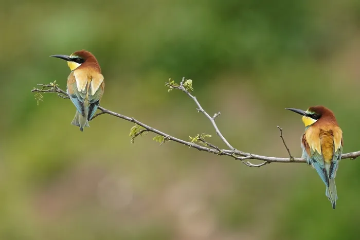 Framed Print : Bee-eater Print, Rhineland-Palatinate, Germany Framed Print : Bee-eater Print, Rhineland-Palatinate, Germany