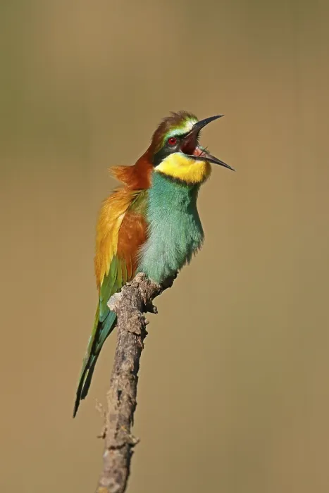 Framed Print : Bee-eater (Merops apiaster) Print, Rhineland-Palatinate, Germany