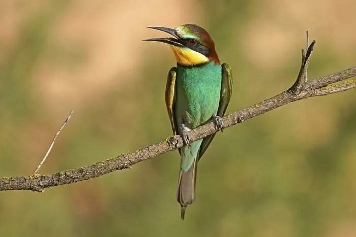 Framed Print : Bee-eater (Merops apiaster) Print, Rhineland-Palatinate, Germany Framed Print : Bee-eater (Merops apiaster) Print, Rhineland-Palatinate, Germany