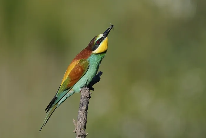 Framed Print : Bee-eater (Merops apiaster) Print, Rhineland-Palatinate, Germany Framed Print : Bee-eater (Merops apiaster) Print, Rhineland-Palatinate, Germany