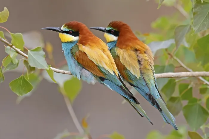 Framed Print : Bee-eater Print, Rhineland-Palatinate, Germany