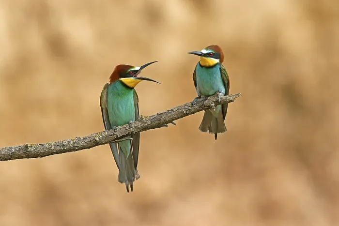 Framed Print : Bee-eater Print: Rhineland-Palatinate, Germany Framed Print : Bee-eater Print: Rhineland-Palatinate, Germany