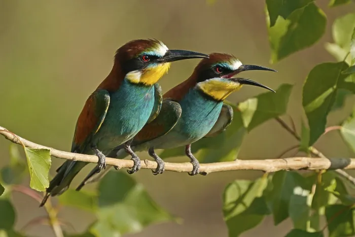 Framed Print : Bee-eater (Merops apiaster) Print, Rhineland-Palatinate, Germany