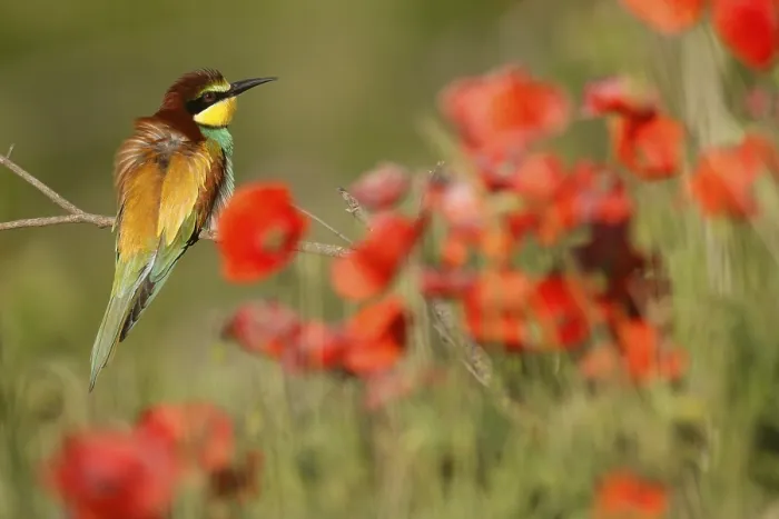 Framed Print : Bee-eater Print, Rhineland-Palatinate, Germany Framed Print : Bee-eater Print, Rhineland-Palatinate, Germany