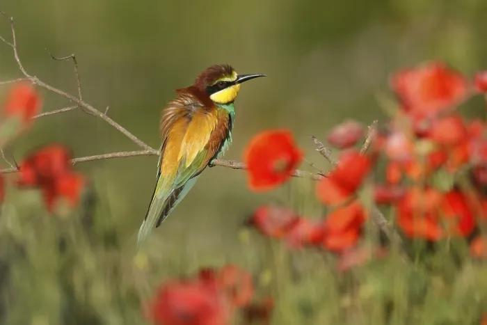 Framed Print : Bee-eater Print: Rhineland-Palatinate, Germany Framed Print : Bee-eater Print: Rhineland-Palatinate, Germany