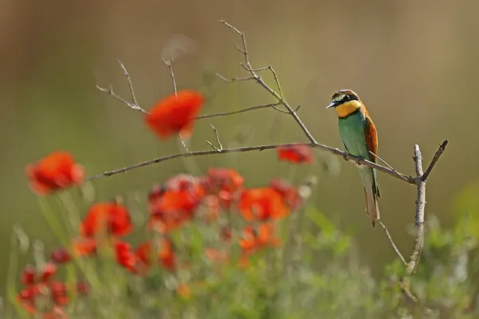 Framed Print : Bee-eater Print - Rhineland-Palatinate, Germany Framed Print : Bee-eater Print - Rhineland-Palatinate, Germany