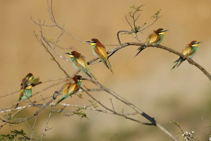 Framed Print : Bee-eater (Merops apiaster) Print, Rhineland-Palatinate, Germany Framed Print : Bee-eater (Merops apiaster) Print, Rhineland-Palatinate, Germany