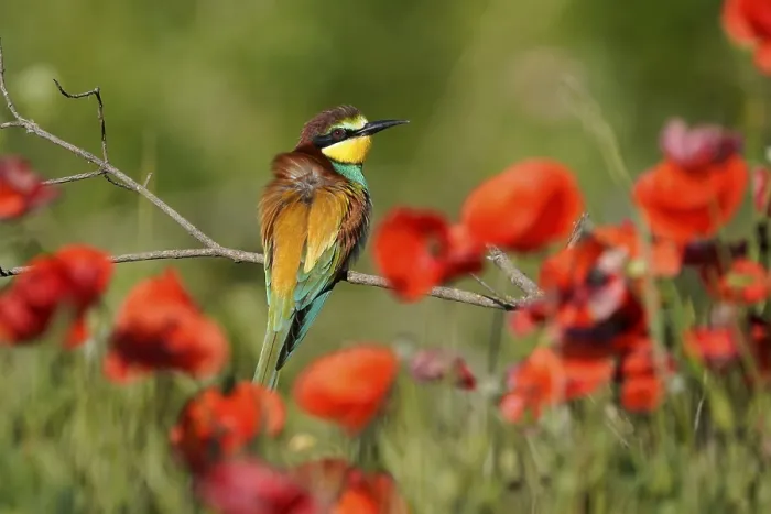 Framed Print : Bee-eater (Merops apiaster) Print, Rhineland-Palatinate, Germany Framed Print : Bee-eater (Merops apiaster) Print, Rhineland-Palatinate, Germany
