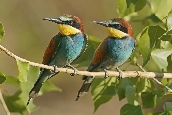 Framed Print : Bee-eater (Merops apiaster) Print on Branch, Germany Framed Print : Bee-eater (Merops apiaster) Print on Branch, Germany