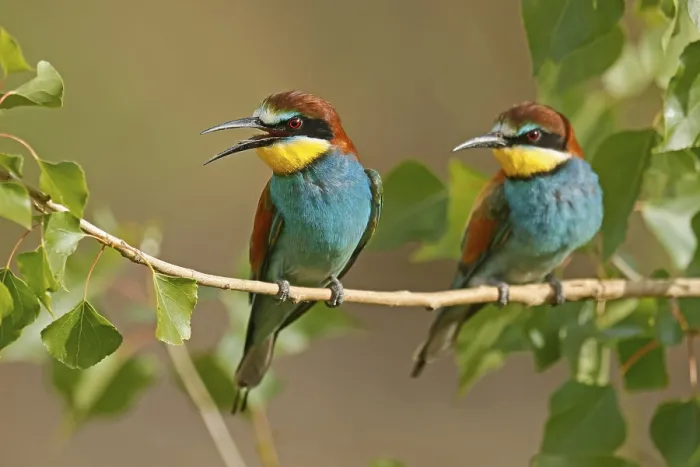 Framed Print : Bee-eater (Merops apiaster) Print, Rhineland-Palatinate, Germany
