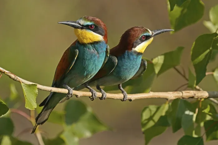 Framed Print : Bee-eater Print: Rhineland-Palatinate, Germany Framed Print : Bee-eater Print: Rhineland-Palatinate, Germany