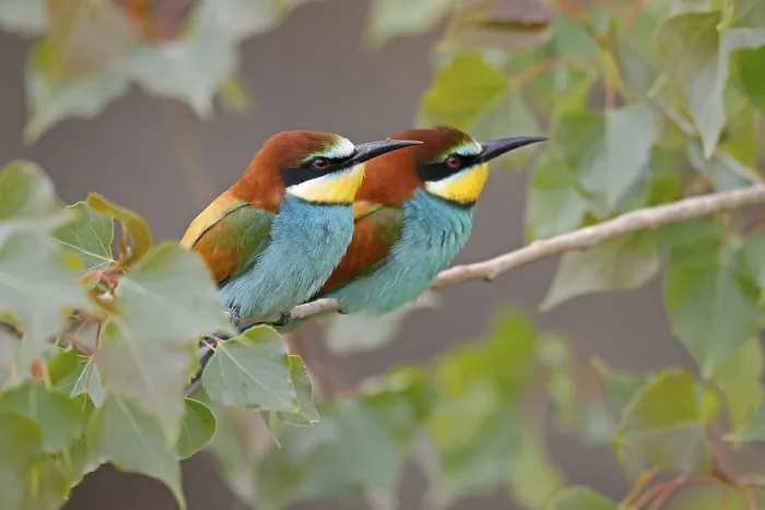 Framed Print : Bee-eater (Merops apiaster) Print, Rhineland-Palatinate, Germany