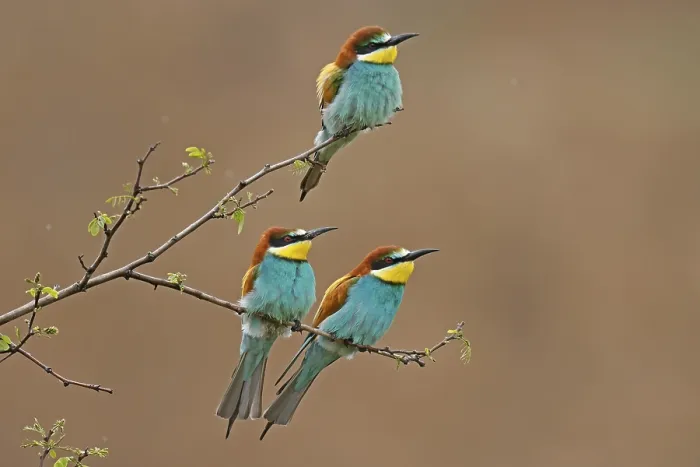 Framed Print : Bee-eater (Merops apiaster) Print on Branch Framed Print : Bee-eater (Merops apiaster) Print on Branch