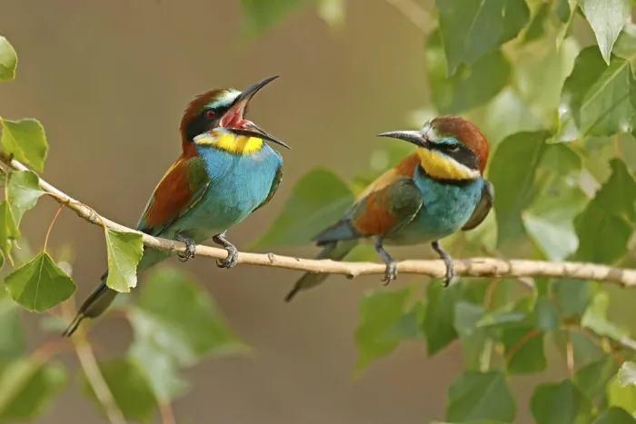 Framed Print : Bee-eater Print, Rhineland-Palatinate, Germany Framed Print : Bee-eater Print, Rhineland-Palatinate, Germany