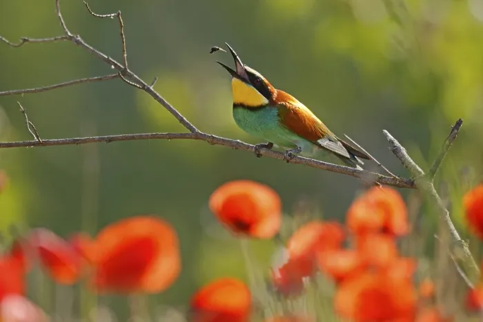 Framed Print : Bee-eater Print: Rhineland-Palatinate, Germany