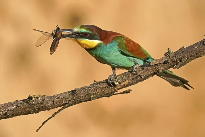 Framed Print : Bee-eater Print: Merops apiaster on Branch, Germany Framed Print : Bee-eater Print: Merops apiaster on Branch, Germany