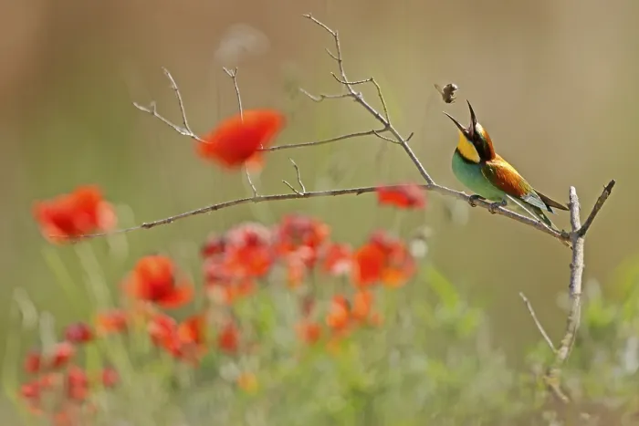 Framed Print : Bee-eater Print: Rhineland-Palatinate, Germany Framed Print : Bee-eater Print: Rhineland-Palatinate, Germany