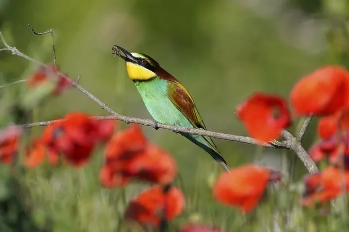 Framed Print : Bee-eater Print, Rhineland-Palatinate, Germany Framed Print : Bee-eater Print, Rhineland-Palatinate, Germany