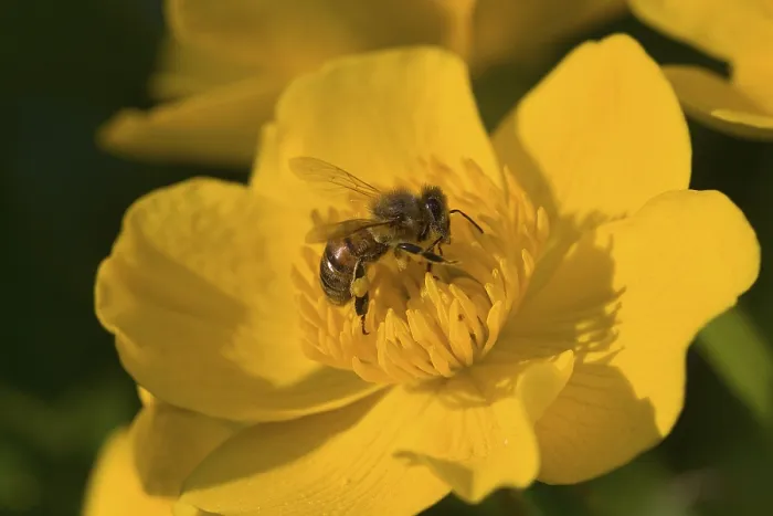 Framed Print : Bee on Marsh Marigold Print Framed Print : Bee on Marsh Marigold Print