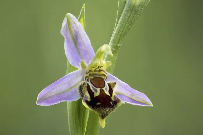 Framed Print : Bee Orchid Print - A Delicate Flower in Bloom Framed Print : Bee Orchid Print - A Delicate Flower in Bloom