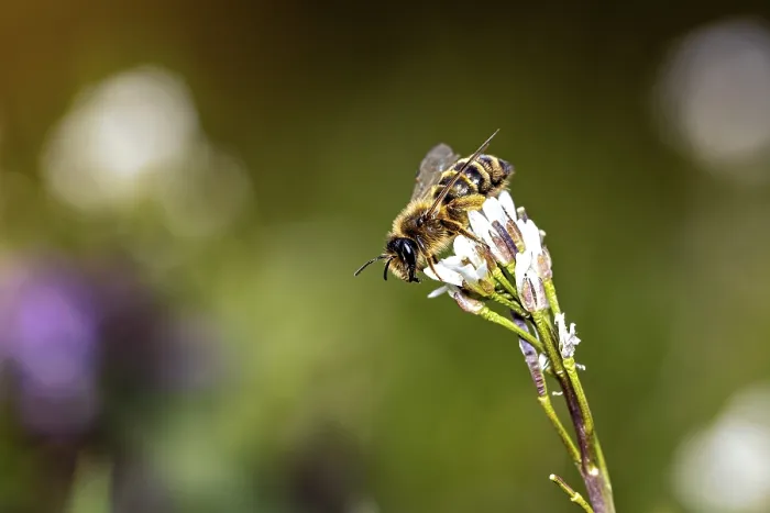 Framed Print : A Bee Perched on a White Flower Garden Print Framed Print : A Bee Perched on a White Flower Garden Print