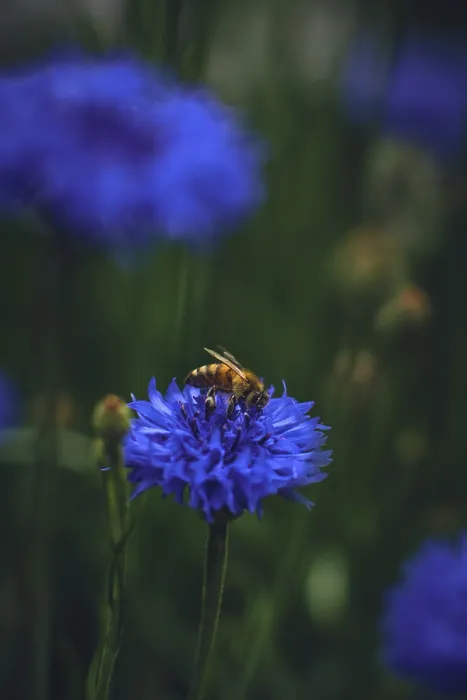 Framed Print : Bee Searching for Pollen in a Cornflower Print Framed Print : Bee Searching for Pollen in a Cornflower Print
