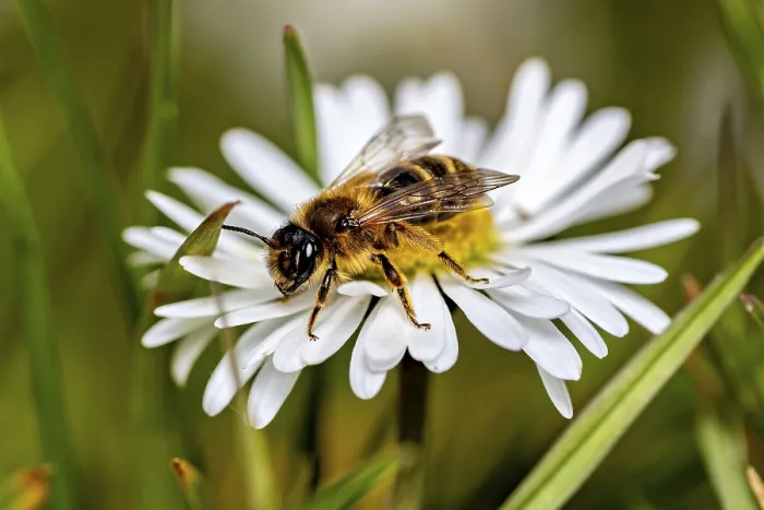 Framed Print : Garden Leaf-Cutter Bee on White Daisy Print Framed Print : Garden Leaf-Cutter Bee on White Daisy Print