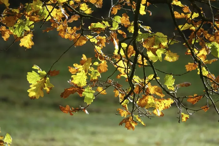 Framed Print : Beech Branches in Autumn Print Framed Print : Beech Branches in Autumn Print