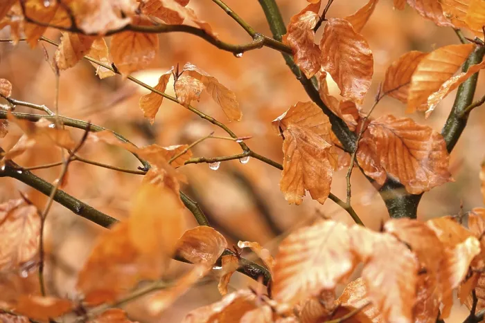 Framed Print : Late Autumn Beech Branches Print, Germany Framed Print : Late Autumn Beech Branches Print, Germany