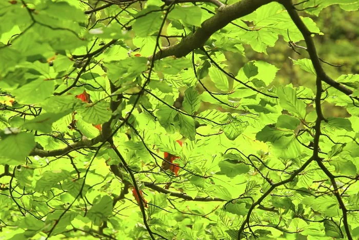 Framed Print : Beech Foliage Print Framed Print : Beech Foliage Print