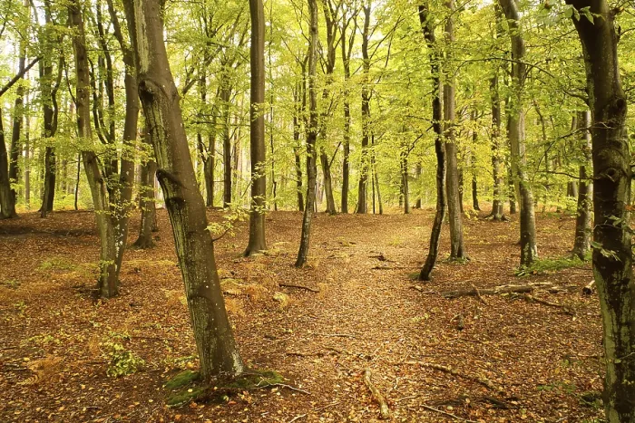 Framed Print : Autumn Beech Forest Print: Green and Colored Leaves Framed Print : Autumn Beech Forest Print: Green and Colored Leaves