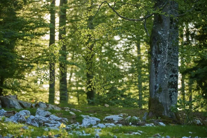 Framed Print : Beech Forest in Spring Print, Slovenia Framed Print : Beech Forest in Spring Print, Slovenia