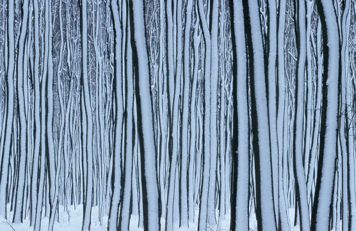 Framed Print : Beech Forest in Winter Print, Hessen, Germany Framed Print : Beech Forest in Winter Print, Hessen, Germany