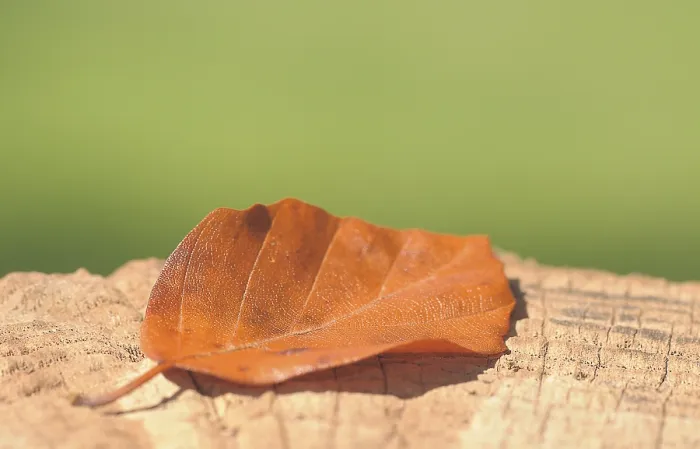 Framed Print : Autumn Beech Leaf Print on Tree Stump Framed Print : Autumn Beech Leaf Print on Tree Stump