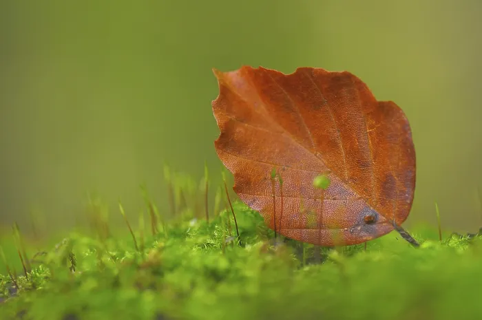 Framed Print : Beech Leaf Print on Autumn Forest Floor Framed Print : Beech Leaf Print on Autumn Forest Floor