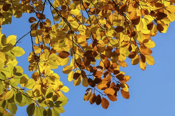 Framed Print : Beech Leaves in Autumn Print, Munsterland Backlight Framed Print : Beech Leaves in Autumn Print, Munsterland Backlight