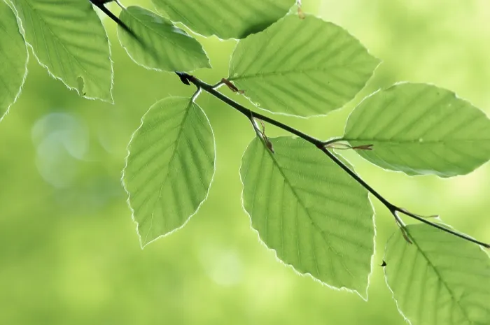 Framed Print : Beech Leaves in Spring Print, Common Beech (Fagus sylvatica) Framed Print : Beech Leaves in Spring Print, Common Beech (Fagus sylvatica)